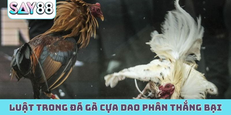 Luật chơi trong đá gà cựa dao phân thắng bại